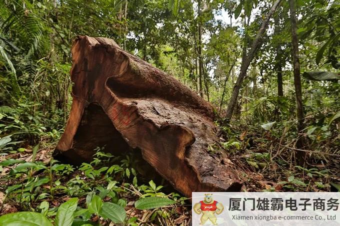 世界上“最遥远”的机器人！ABB机器人助力亚马逊雨林重建项目